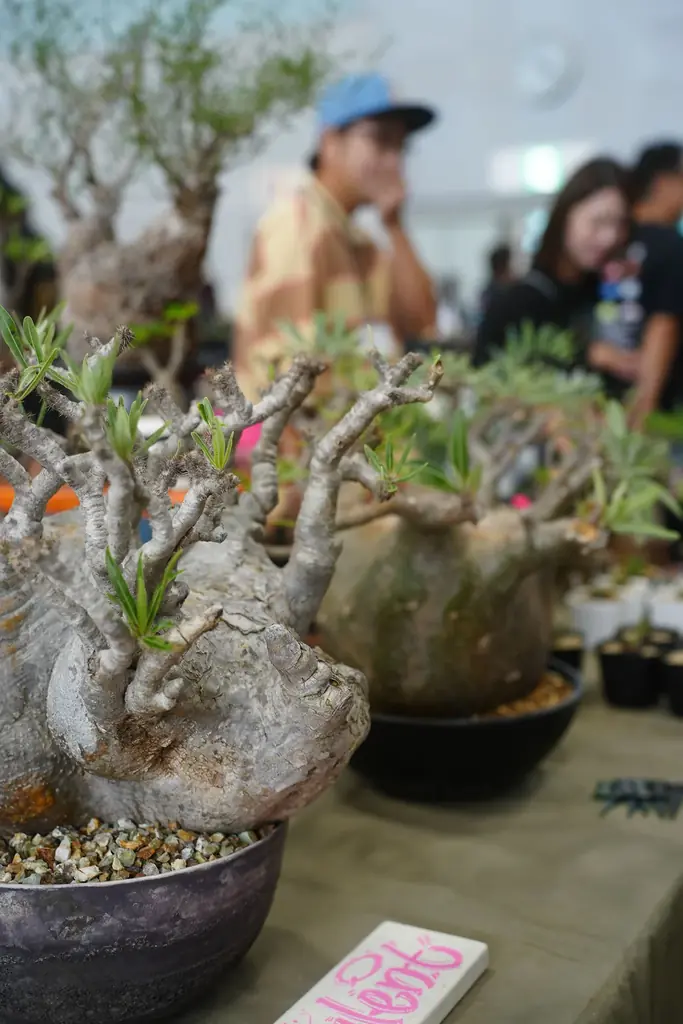 開催迫る｜前回約5,000人を動員した植物イベント「Collect Plants」第2回、熊本で5/9-10開催 画像 11