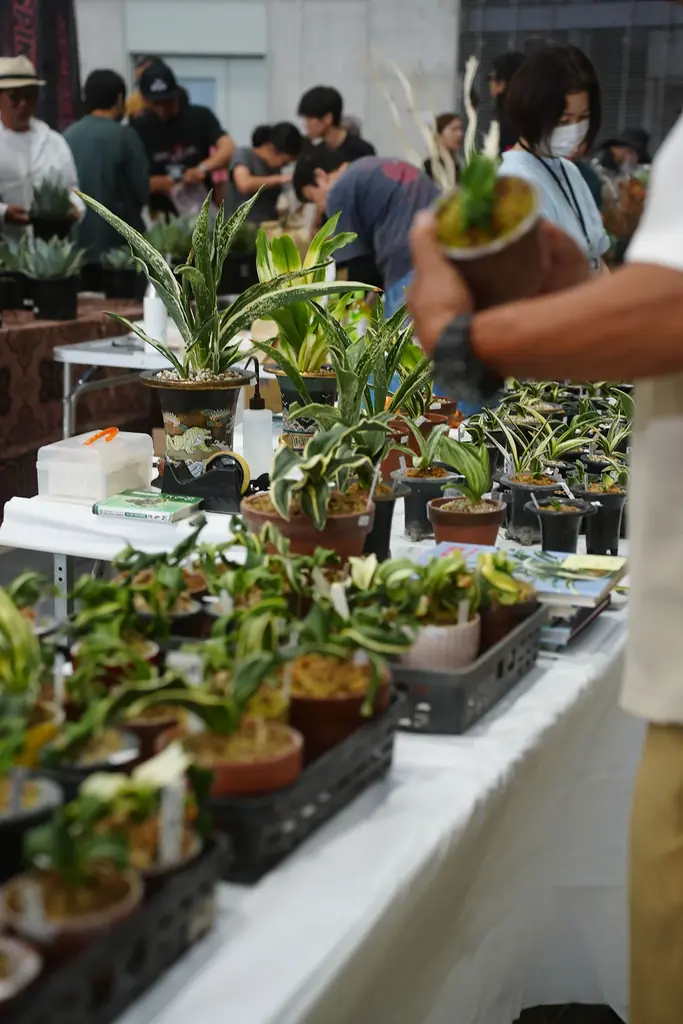 開催迫る｜前回約5,000人を動員した植物イベント「Collect Plants」第2回、熊本で5/9-10開催 画像 3