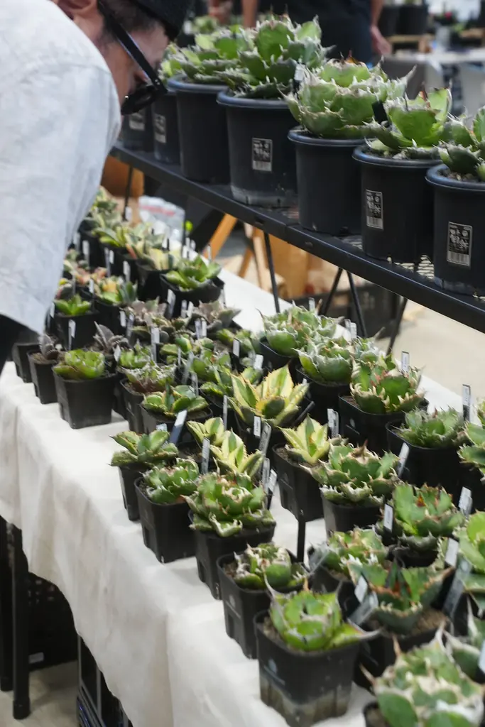 開催迫る｜前回約5,000人を動員した植物イベント「Collect Plants」第2回、熊本で5/9-10開催 画像 6