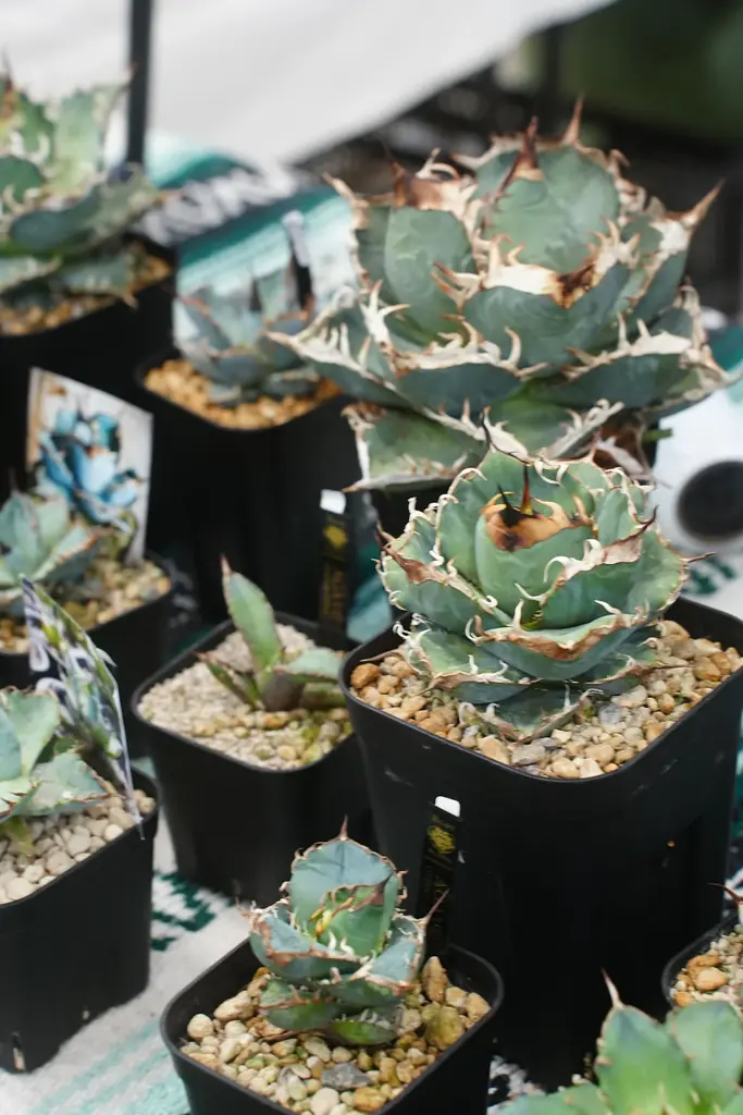 開催迫る｜前回約5,000人を動員した植物イベント「Collect Plants」第2回、熊本で5/9-10開催 画像 7