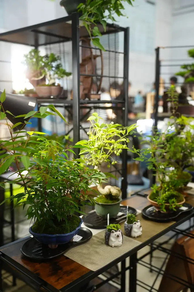 開催迫る｜前回約5,000人を動員した植物イベント「Collect Plants」第2回、熊本で5/9-10開催 画像 9