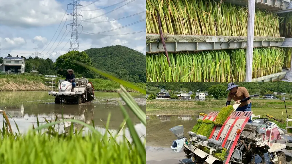 丹波篠山 かまい農場、VTuber猫宮ひなたと共同プロジェクト 画像 7