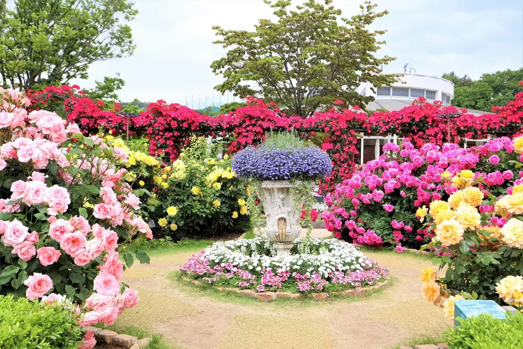 花のステージは、藤の花からローズガーデンへ『５００種２５００株の華やかなバラがまもなく見頃を迎えます！』 画像 1
