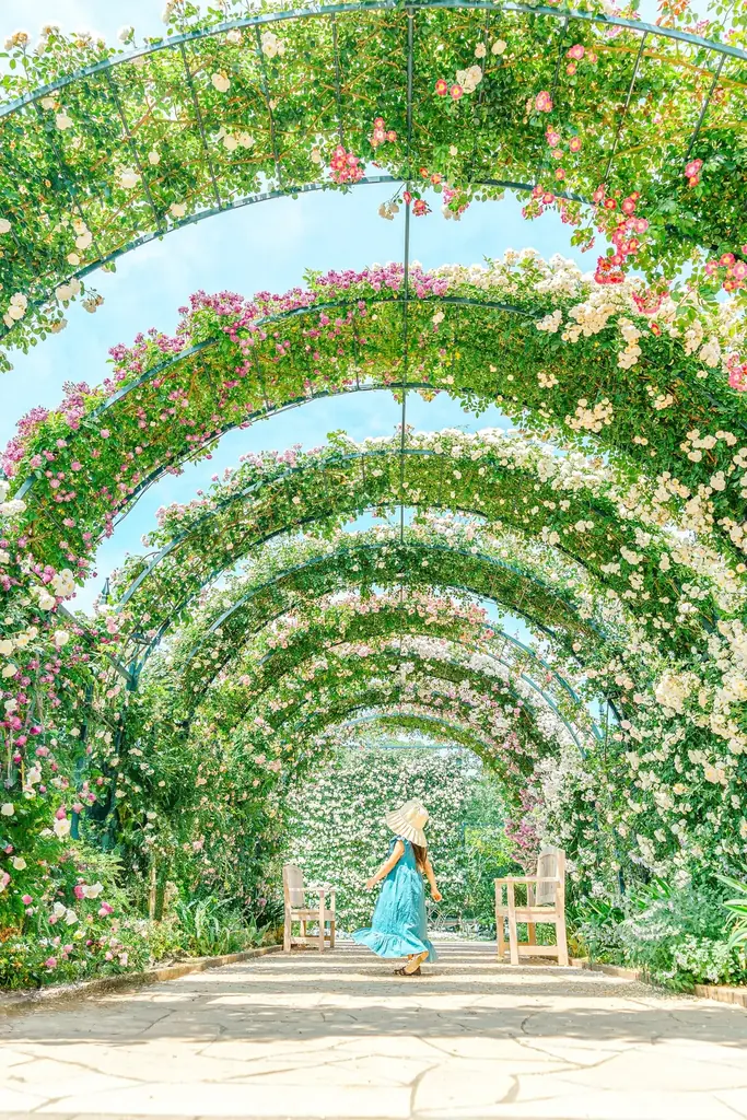 花のステージは、藤の花からローズガーデンへ『５００種２５００株の華やかなバラがまもなく見頃を迎えます！』 画像 10