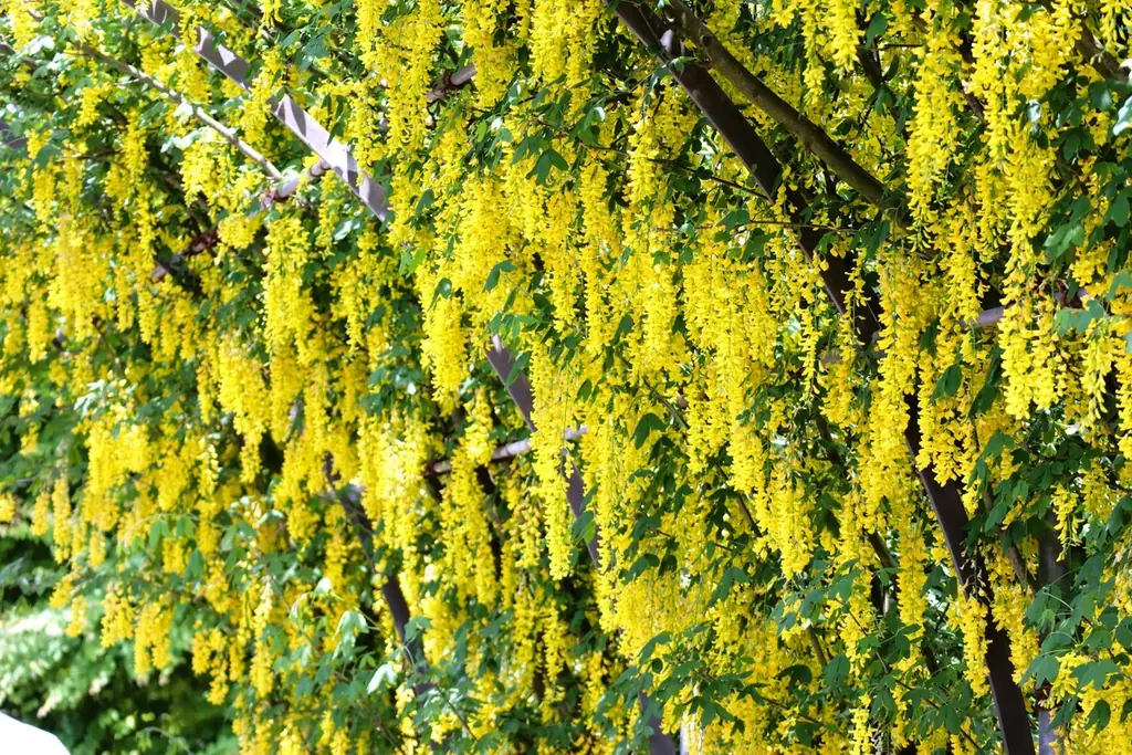 花のステージは、藤の花からローズガーデンへ『５００種２５００株の華やかなバラがまもなく見頃を迎えます！』 画像 11