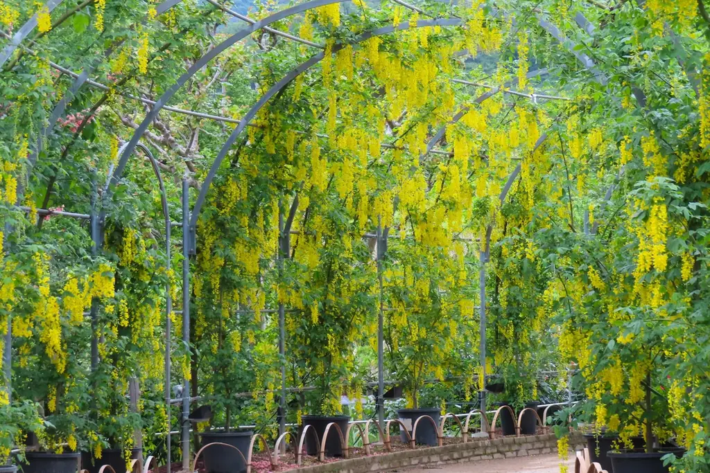 花のステージは、藤の花からローズガーデンへ『５００種２５００株の華やかなバラがまもなく見頃を迎えます！』 画像 12