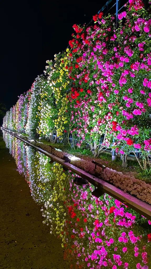 花のステージは、藤の花からローズガーデンへ『５００種２５００株の華やかなバラがまもなく見頃を迎えます！』 画像 13