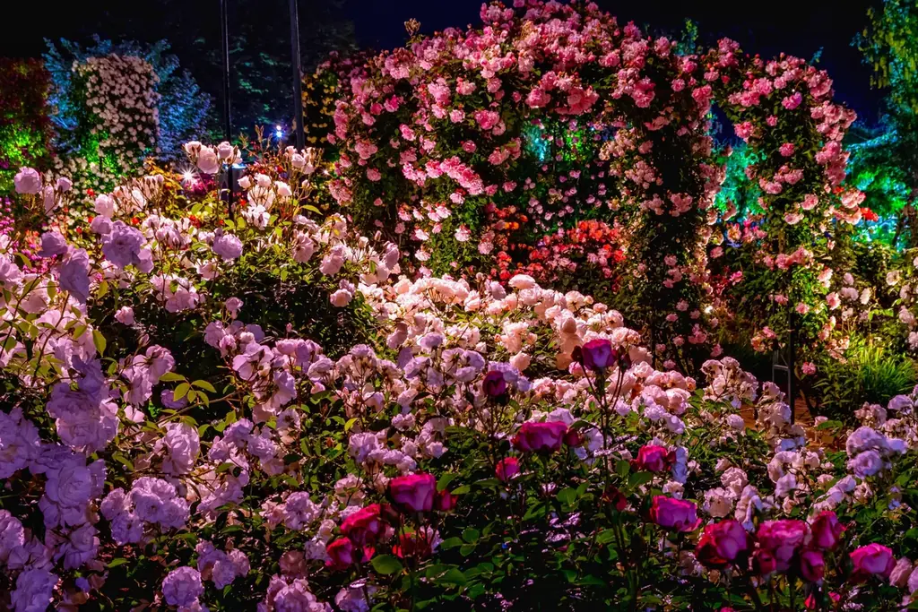 花のステージは、藤の花からローズガーデンへ『５００種２５００株の華やかなバラがまもなく見頃を迎えます！』 画像 14