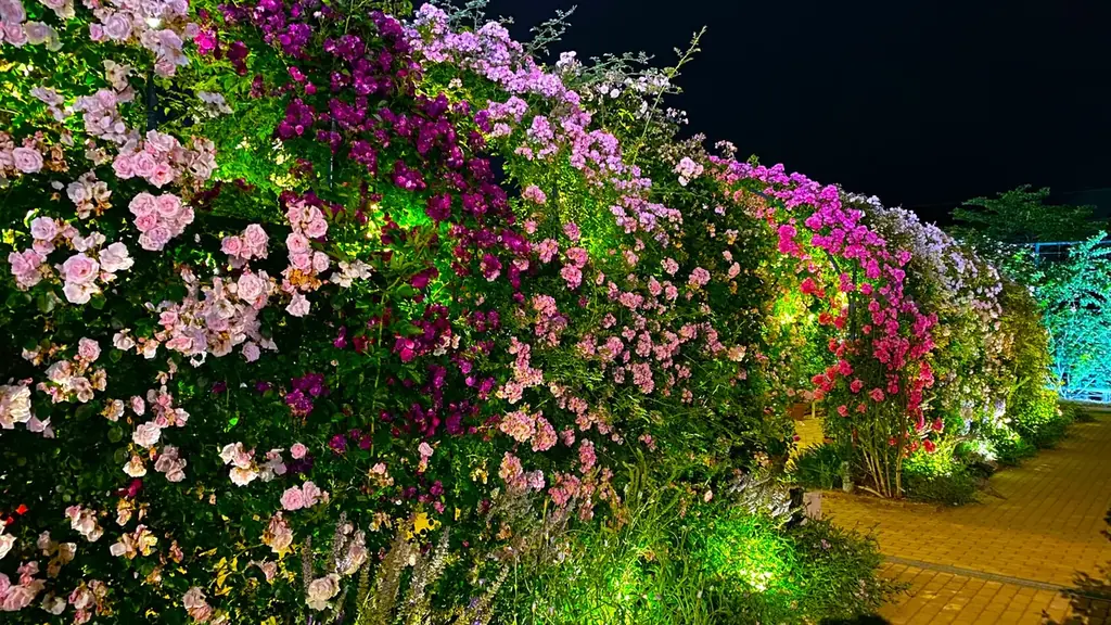 花のステージは、藤の花からローズガーデンへ『５００種２５００株の華やかなバラがまもなく見頃を迎えます！』 画像 15