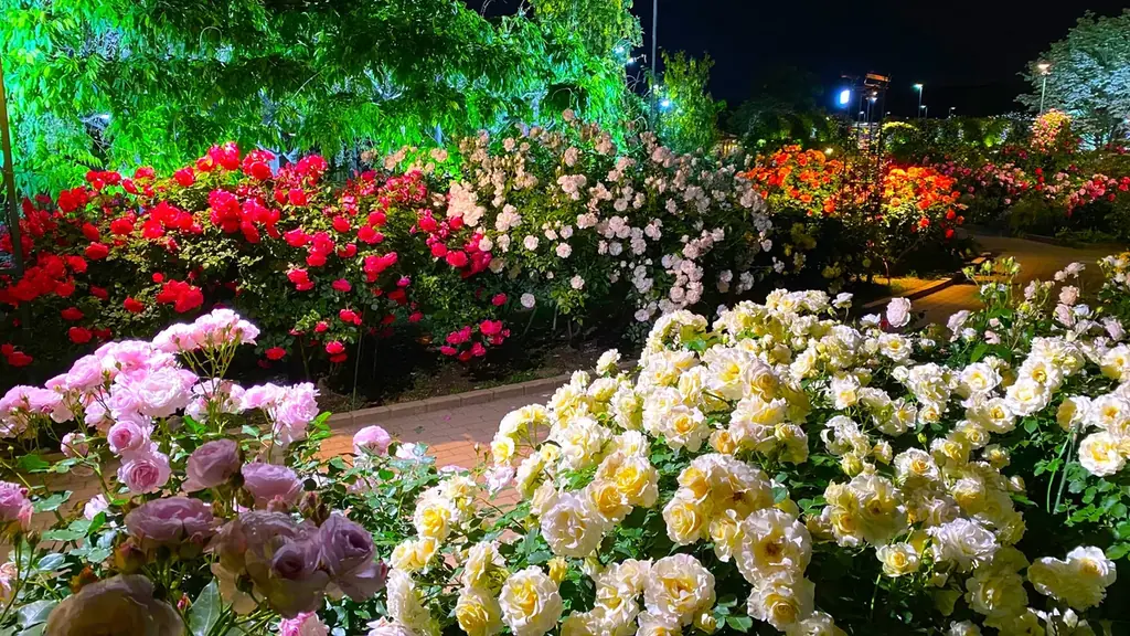 花のステージは、藤の花からローズガーデンへ『５００種２５００株の華やかなバラがまもなく見頃を迎えます！』 画像 16