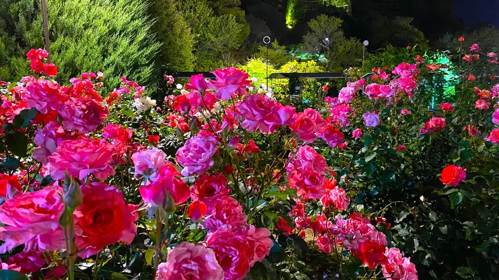 花のステージは、藤の花からローズガーデンへ『５００種２５００株の華やかなバラがまもなく見頃を迎えます！』 画像 17