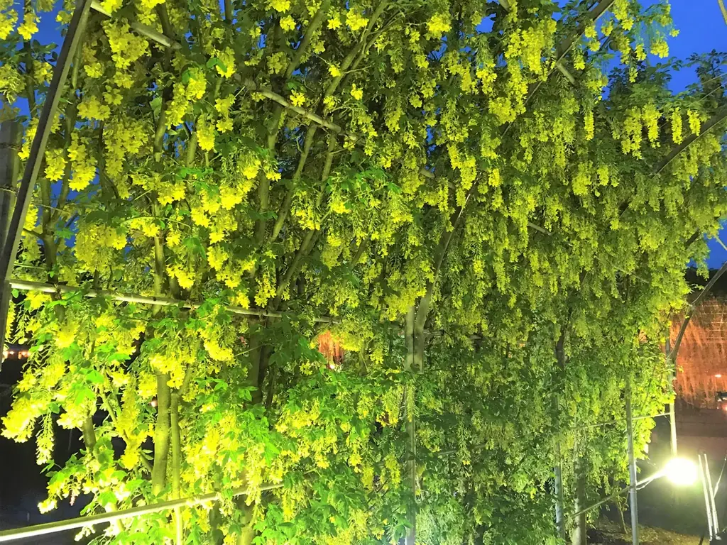 花のステージは、藤の花からローズガーデンへ『５００種２５００株の華やかなバラがまもなく見頃を迎えます！』 画像 19
