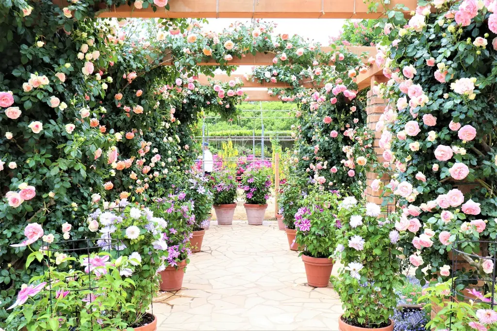 花のステージは、藤の花からローズガーデンへ『５００種２５００株の華やかなバラがまもなく見頃を迎えます！』 画像 2