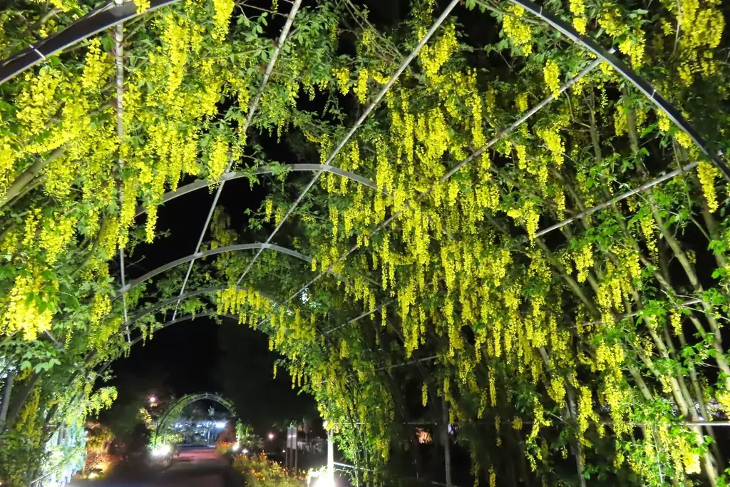 花のステージは、藤の花からローズガーデンへ『５００種２５００株の華やかなバラがまもなく見頃を迎えます！』 画像 20