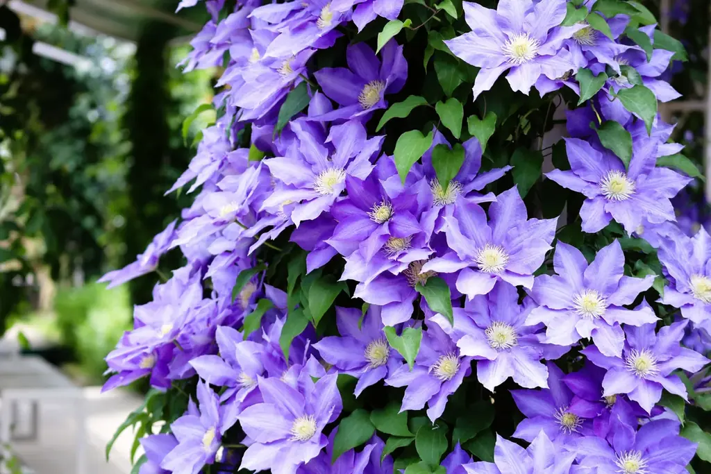 花のステージは、藤の花からローズガーデンへ『５００種２５００株の華やかなバラがまもなく見頃を迎えます！』 画像 21