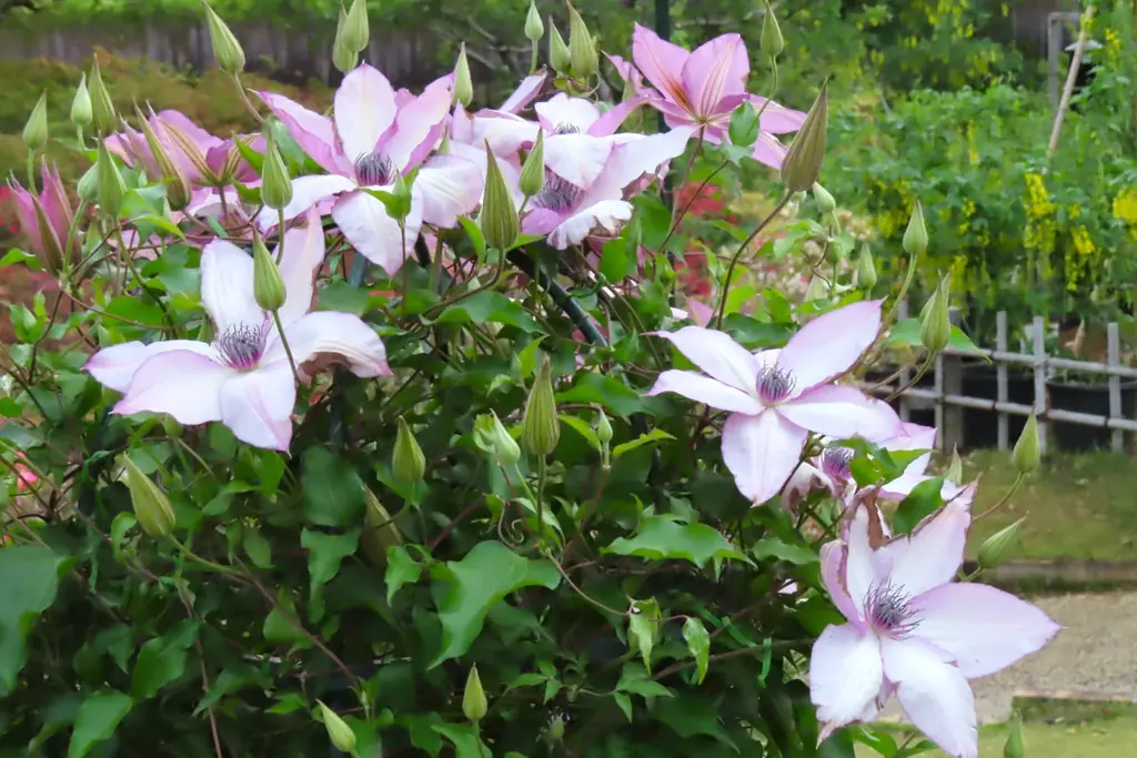 花のステージは、藤の花からローズガーデンへ『５００種２５００株の華やかなバラがまもなく見頃を迎えます！』 画像 22