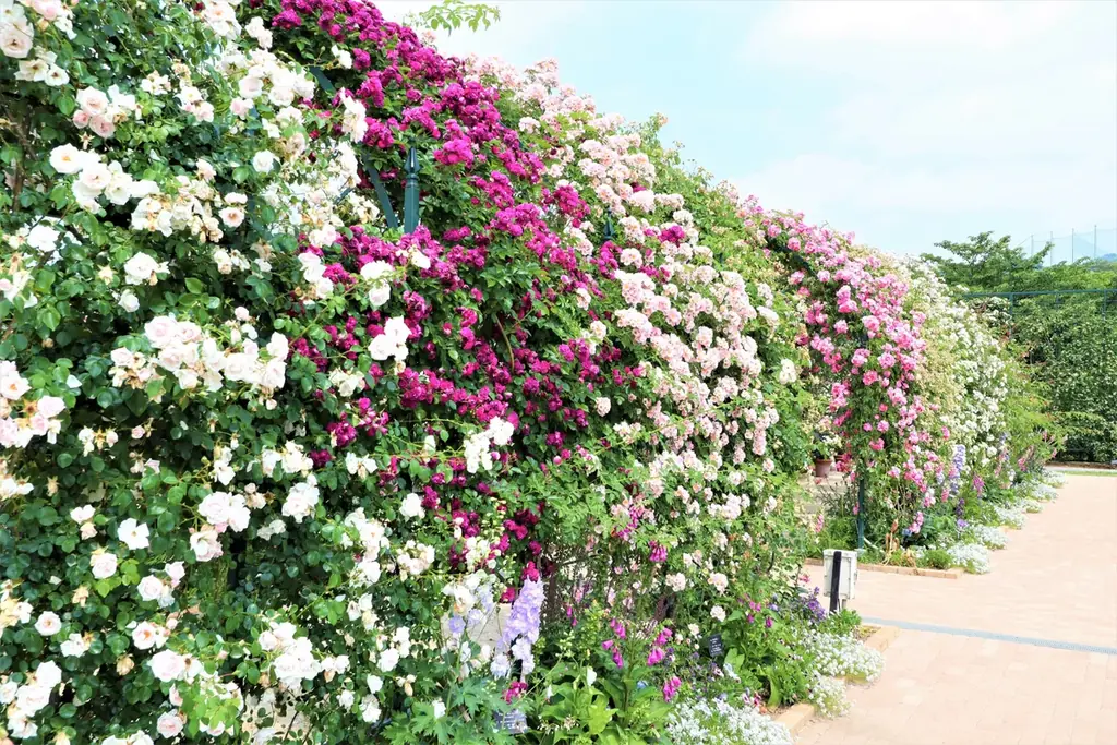 花のステージは、藤の花からローズガーデンへ『５００種２５００株の華やかなバラがまもなく見頃を迎えます！』 画像 3