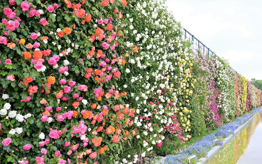 花のステージは、藤の花からローズガーデンへ『５００種２５００株の華やかなバラがまもなく見頃を迎えます！』 画像 4