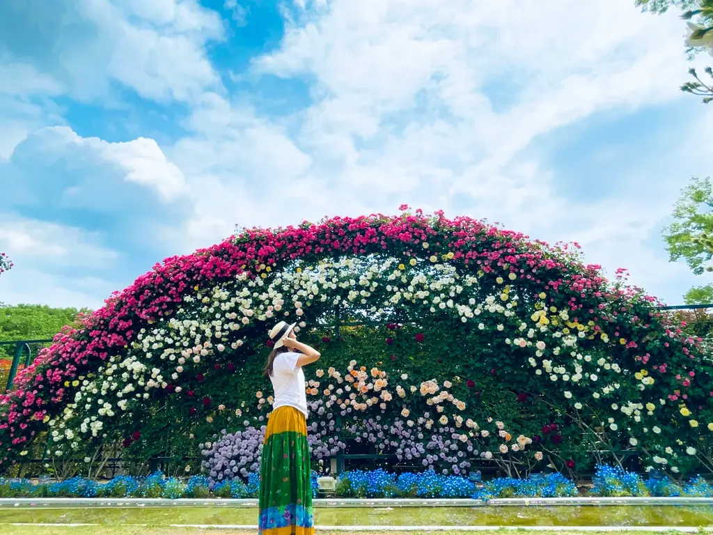 花のステージは、藤の花からローズガーデンへ『５００種２５００株の華やかなバラがまもなく見頃を迎えます！』 画像 6