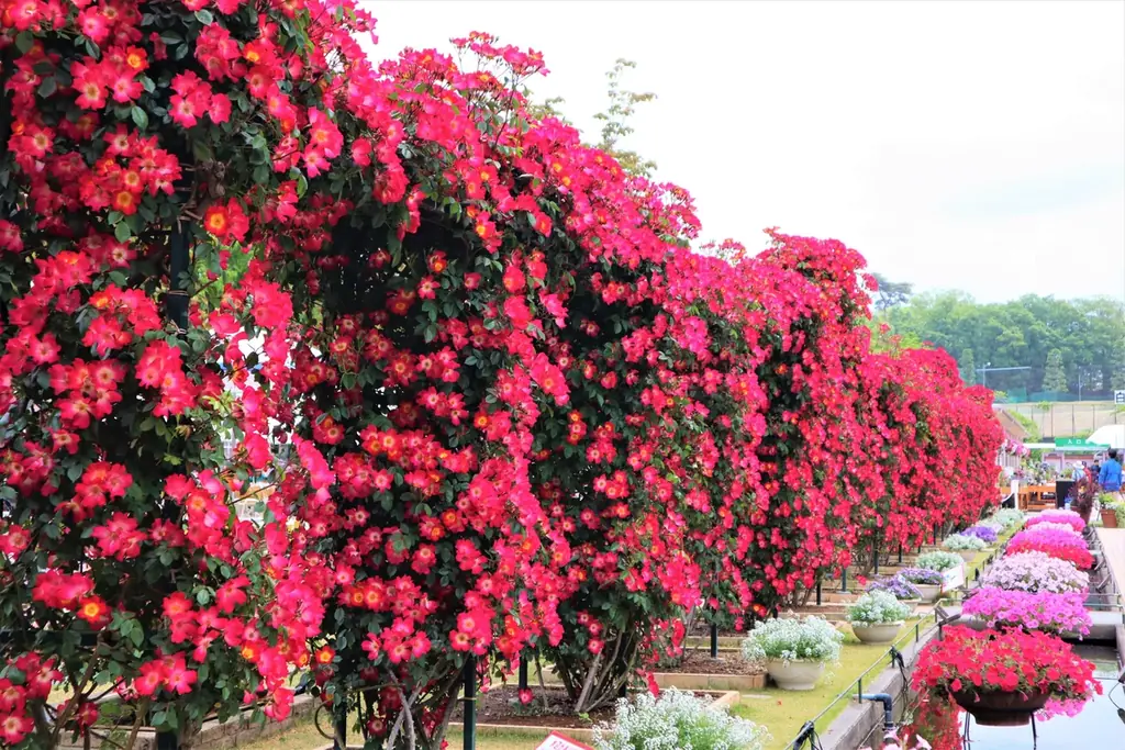 花のステージは、藤の花からローズガーデンへ『５００種２５００株の華やかなバラがまもなく見頃を迎えます！』 画像 8