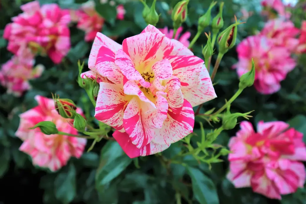 花のステージは、藤の花からローズガーデンへ『５００種２５００株の華やかなバラがまもなく見頃を迎えます！』 画像 9