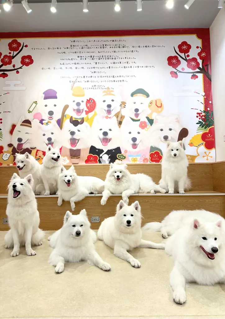 サモエドカフェmoffu、2周年で来場者25万人突破——“触れ合い体験”が都市型ペット市場に新たな価値 画像 8
