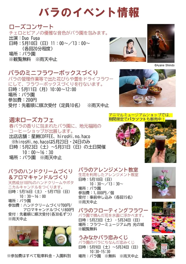 220品種1,800株のバラ見頃 画像 6