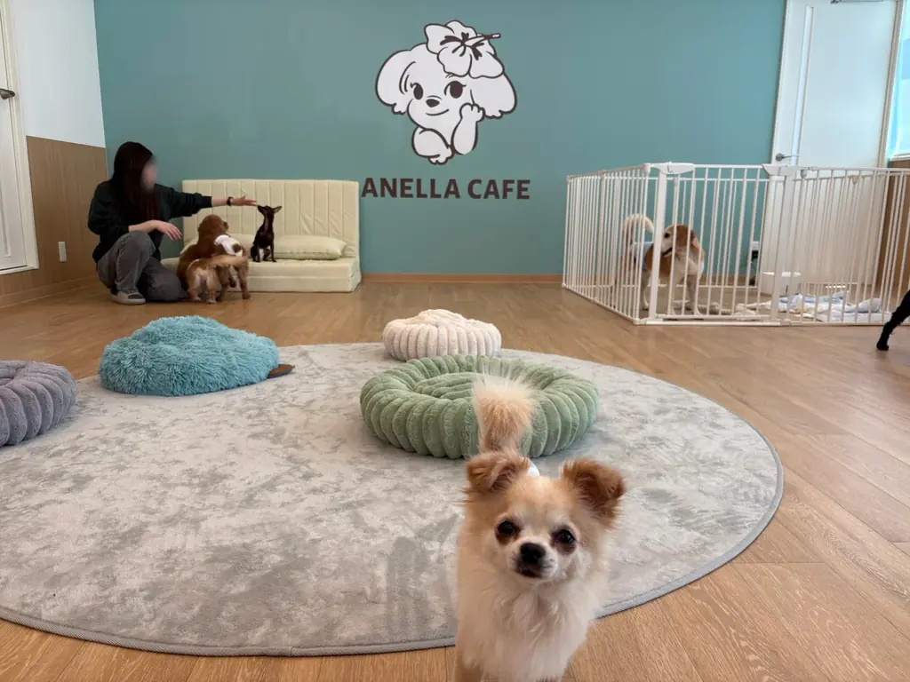 【広島県初出店】動物愛護の先進県・広島に、保護犬猫ふれあいカフェ「ANELLA CAFE（アネラカフェ）」が初上陸。広島緑井店 5月6日(水)オープン！ 画像 3
