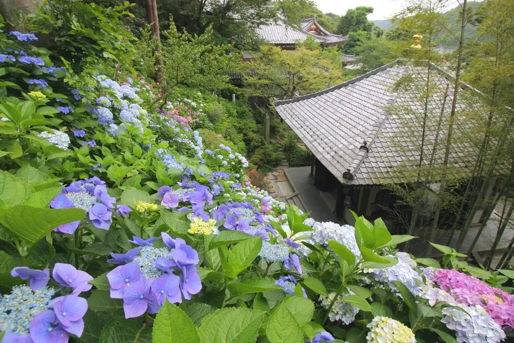 【鎌倉長谷寺】事前申込で快適なあじさい鑑賞を！ 画像 1