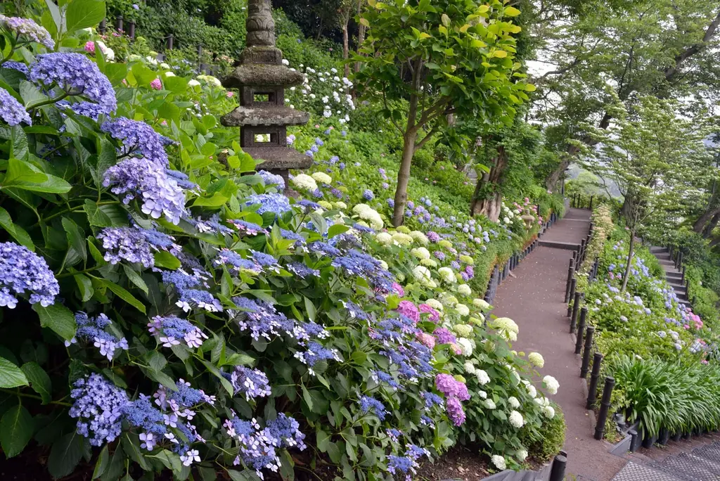 【鎌倉長谷寺】事前申込で快適なあじさい鑑賞を！ 画像 4