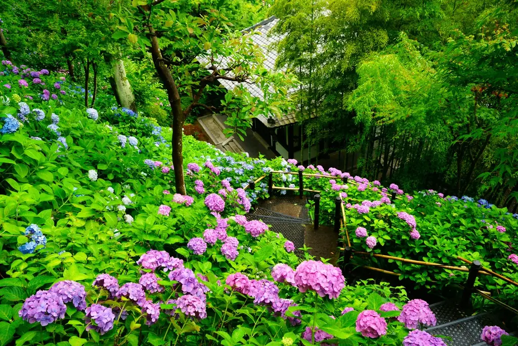 【鎌倉長谷寺】事前申込で快適なあじさい鑑賞を！ 画像 5