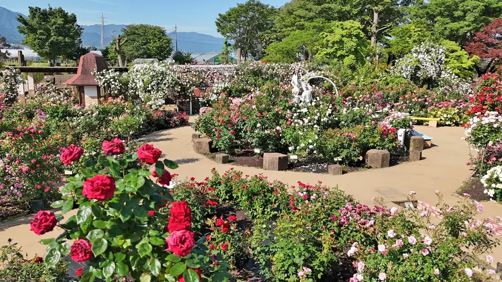 山梨・勝沼「ハーブ庭園 旅日記 勝沼庭園」のローズガーデンが見頃に　初夏を彩る華やかなバラが満開に 画像 2