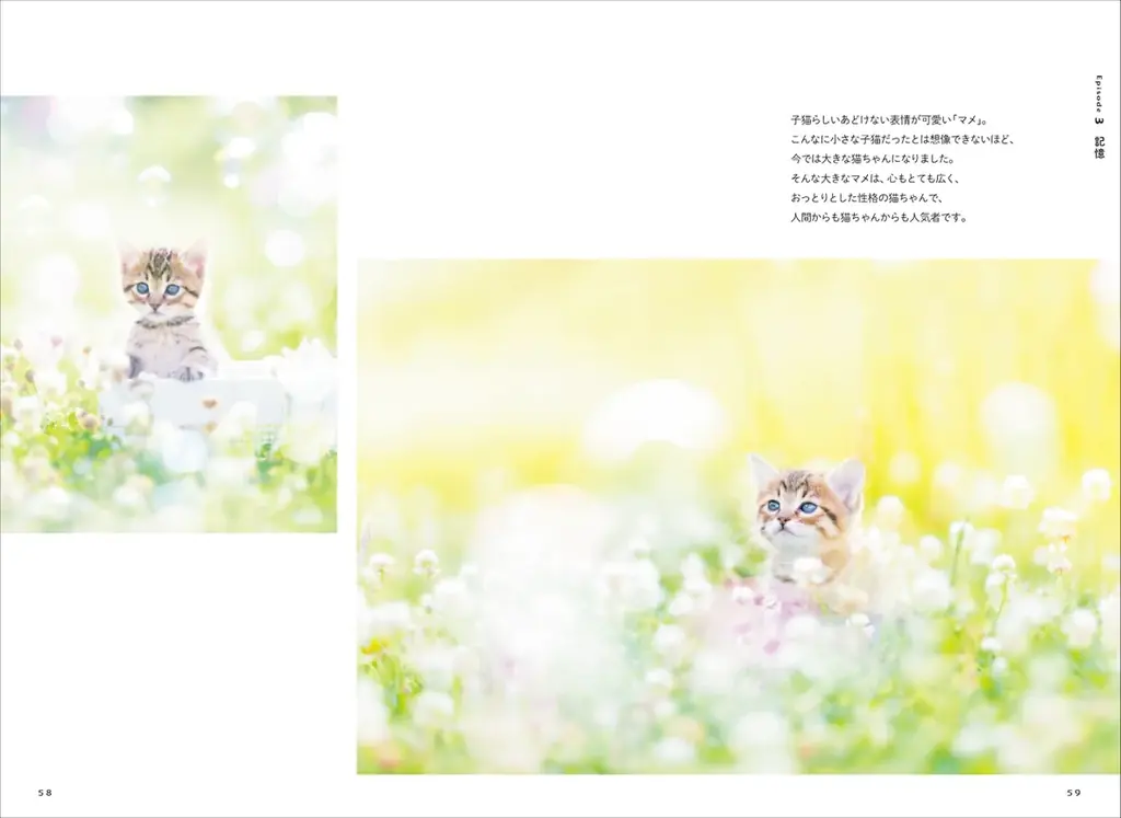 保護猫への支援につながる！ 売上の3％を寄付する写真集『ひだまりのあしあと　保護猫たちのキセキ』を発売 画像 5