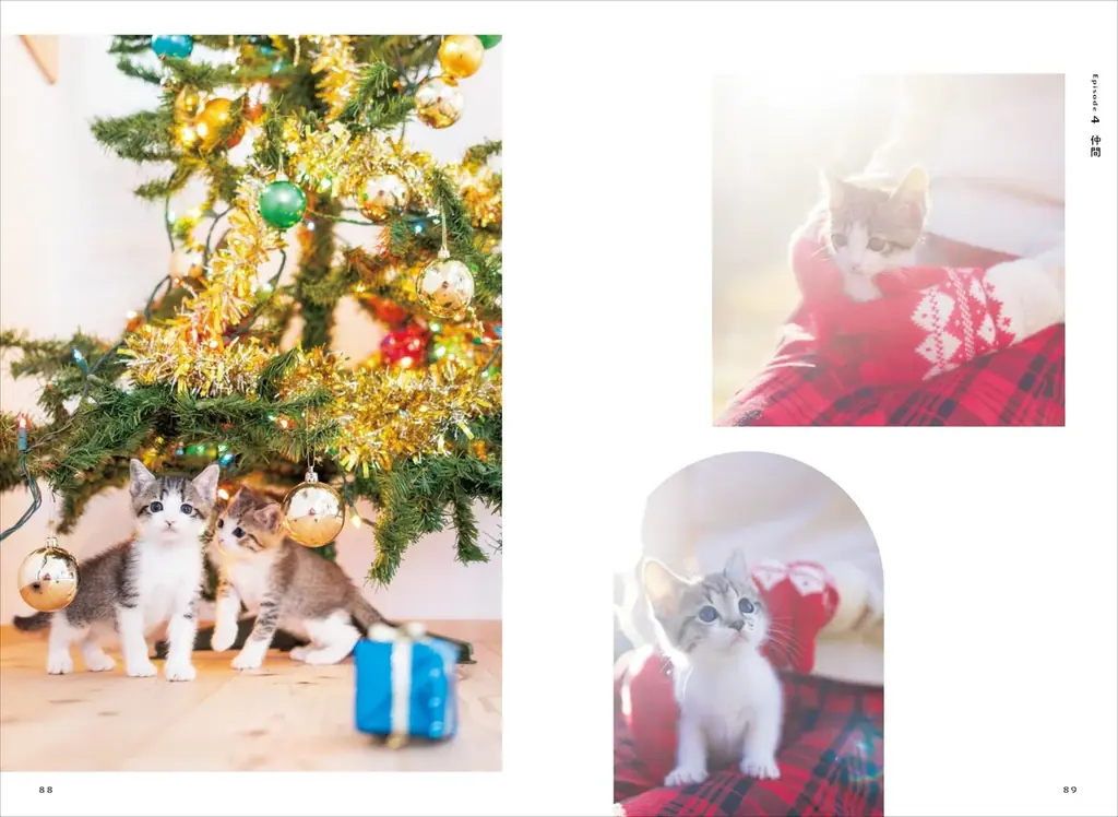 保護猫への支援につながる！ 売上の3％を寄付する写真集『ひだまりのあしあと　保護猫たちのキセキ』を発売 画像 6
