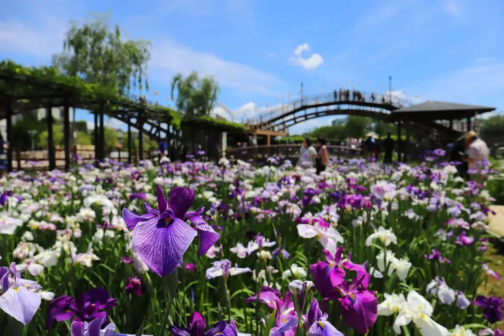 【千葉・佐原】800坪の日本庭園に竹あかりが浮かぶ。庭園レストラン吉庭が贈る初夏限定イベントを開催 画像 8