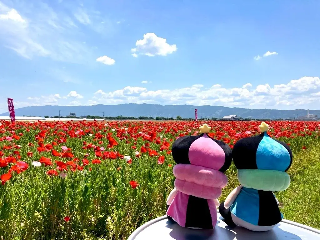 【福岡県小郡市】「行こうと思っていた」では間に合わない。あじさかポピー園が満開🌺見ごろは今週末！ 画像 2