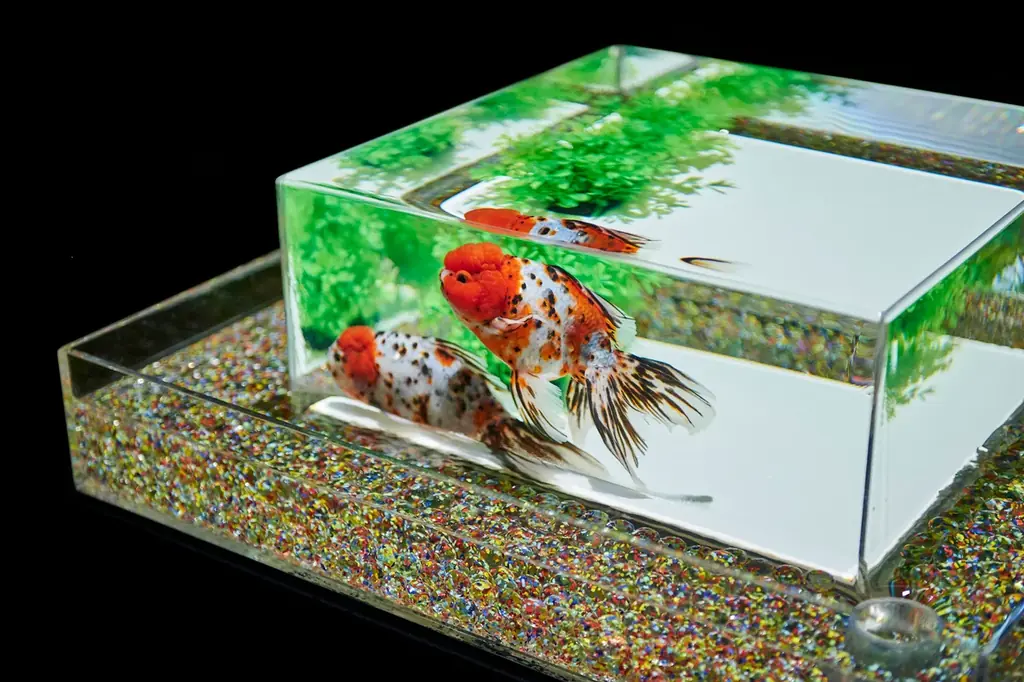 今年の夏も名古屋で金魚涼み！ 「アートアクアリウム展 名古屋2026」特設サイトオープン！ 画像 3