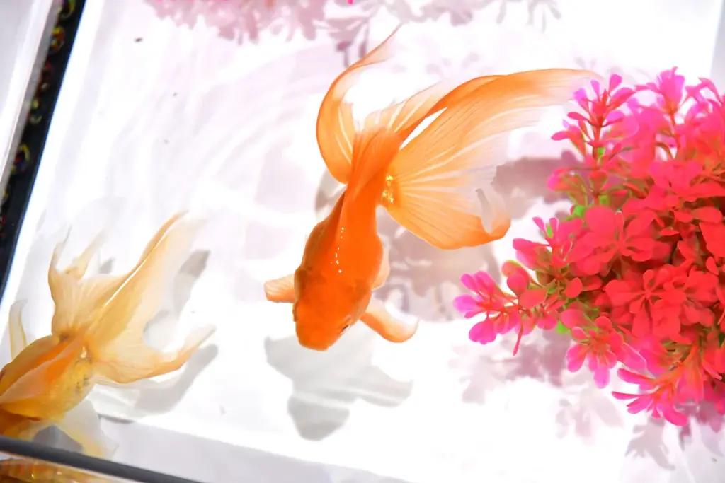 今年の夏も名古屋で金魚涼み！ 「アートアクアリウム展 名古屋2026」特設サイトオープン！ 画像 4