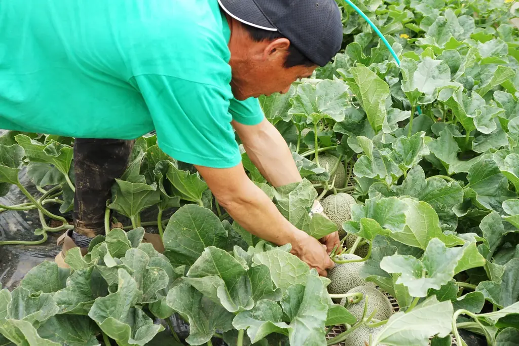 【茨城県｜水戸プラザホテル】メロン出荷量日本一の茨城が誇る旬の味覚！青肉・赤肉の食べ比べ付きの「メロンアフタヌーンティーセット」登場 画像 11