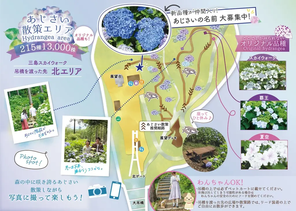 全215種類、13,000株以上のあじさいが7,000㎡の森で見頃に！三島スカイウォーク『あじさい祭』今年も開催！2026年6月6日（土）から7月5日（日）まで期間限定 画像 7
