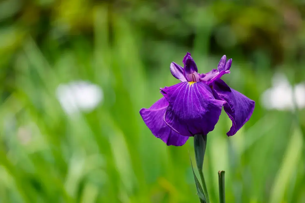 【町田】約2,200株の花ショウブと約6,000株のアジサイが彩る、初夏の花さんぽ 画像 2