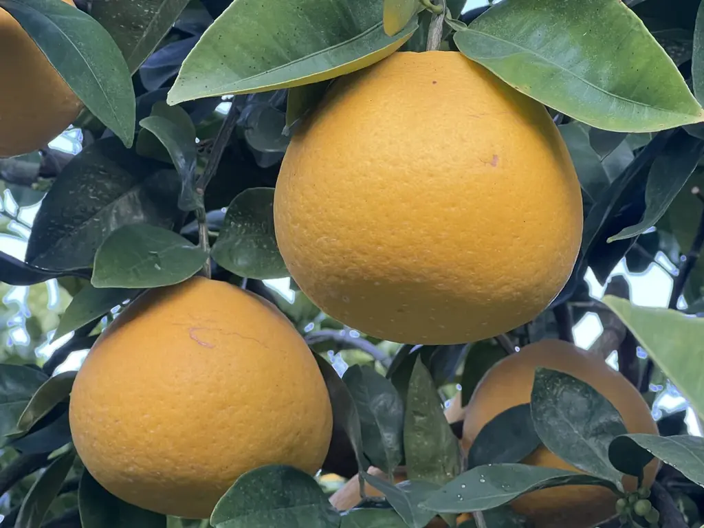 鹿児島・江﨑果樹園が開発！搾りたて柑橘ジュレをかけて完成する新感覚スイーツ「カジュテラ」5月30日発売 画像 2