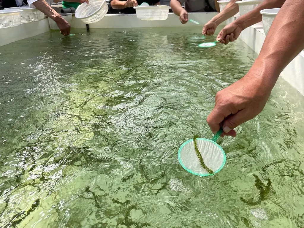 年間5万人が訪れる海ぶどうテーマパーク「海ん道」が期間限定で池袋に登場！ 画像 2