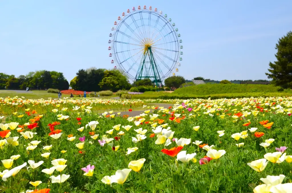 5月24日見頃　ひたち海浜公園のバレリーナ