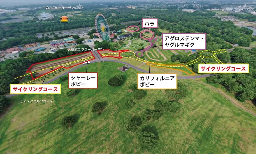 カリフォルニアポピー「バレリーナ」がまもなく見頃です（国営ひたち海浜公園） 画像 6