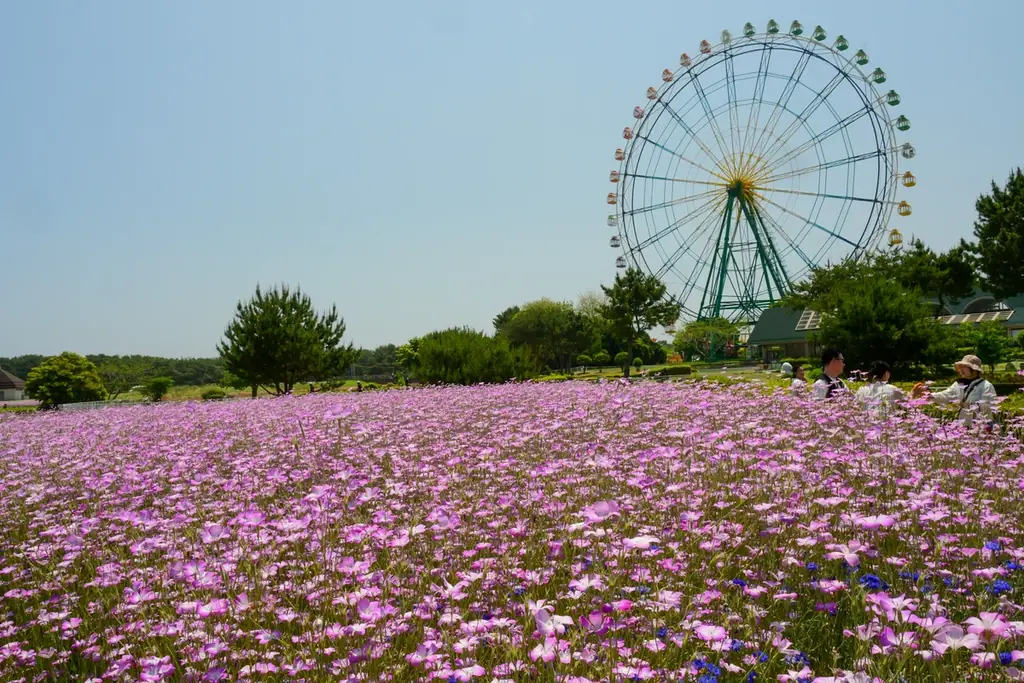 カリフォルニアポピー「バレリーナ」がまもなく見頃です（国営ひたち海浜公園） 画像 8