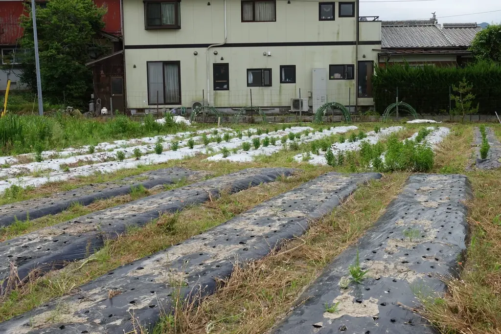 東京・福岡のバーが選んだ唐津産モヒートミント、2026年産をオンライン販売開始｜環境省認定・自然共生サイトで無農薬栽培 画像 3