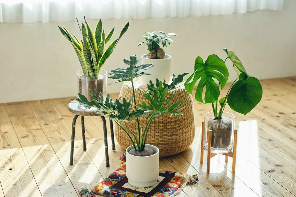 ＆Greenの土を使わない6号観葉「Simple Green L」登場