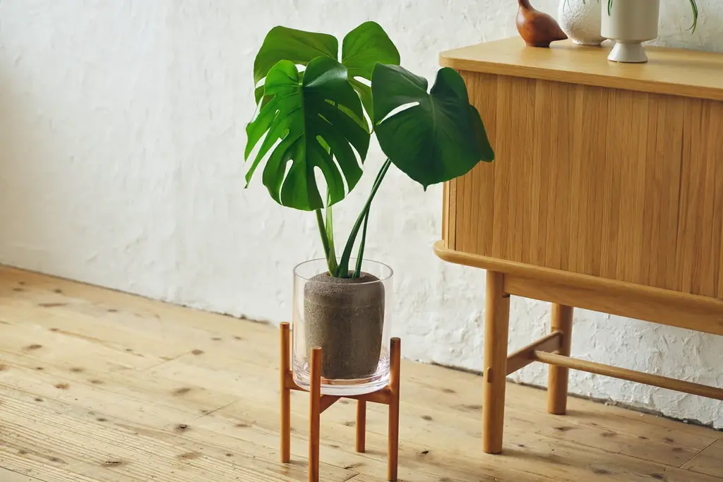 【土を使わないグリーンブランド「&Green」】新商品「Simple Green L」を2026年5月26日（火）にリリース 画像 2