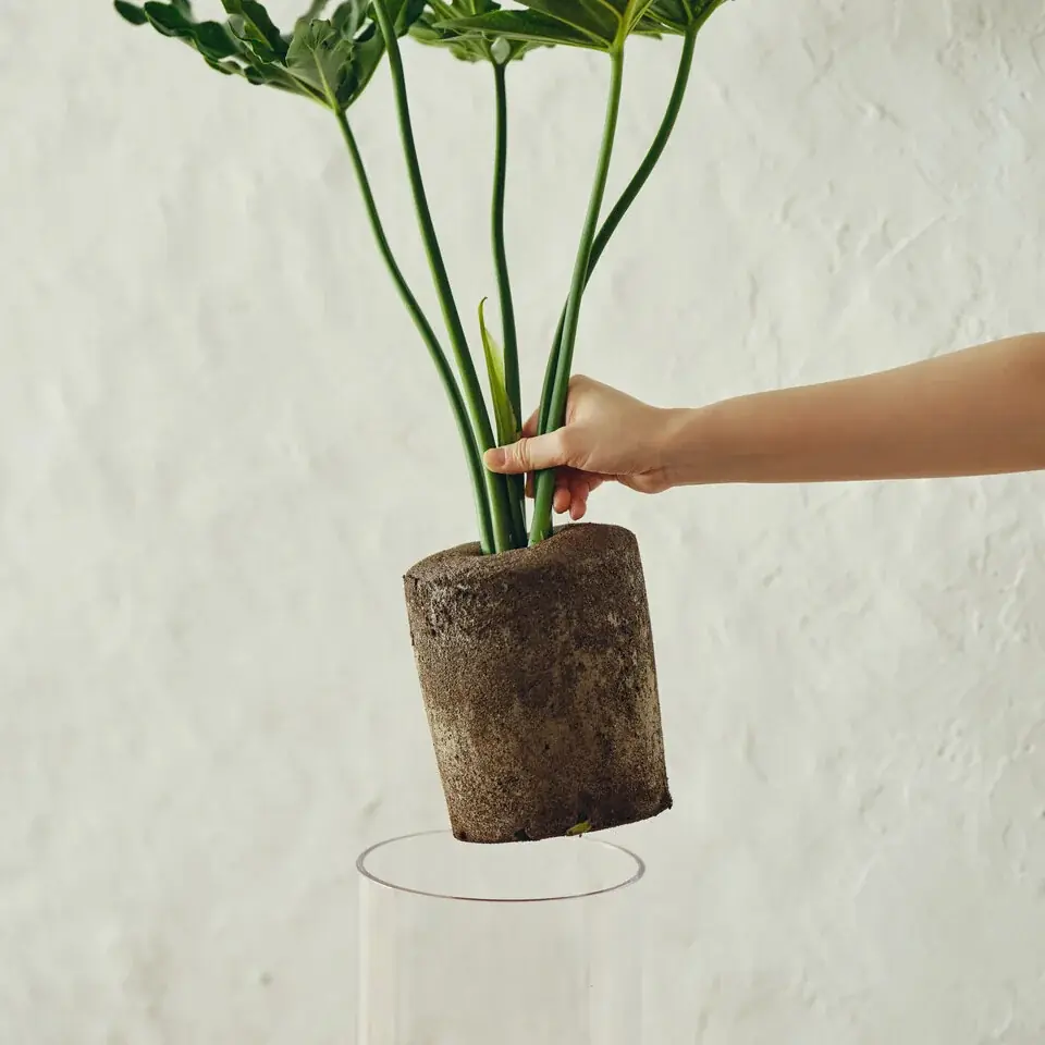 【土を使わないグリーンブランド「&Green」】新商品「Simple Green L」を2026年5月26日（火）にリリース 画像 4